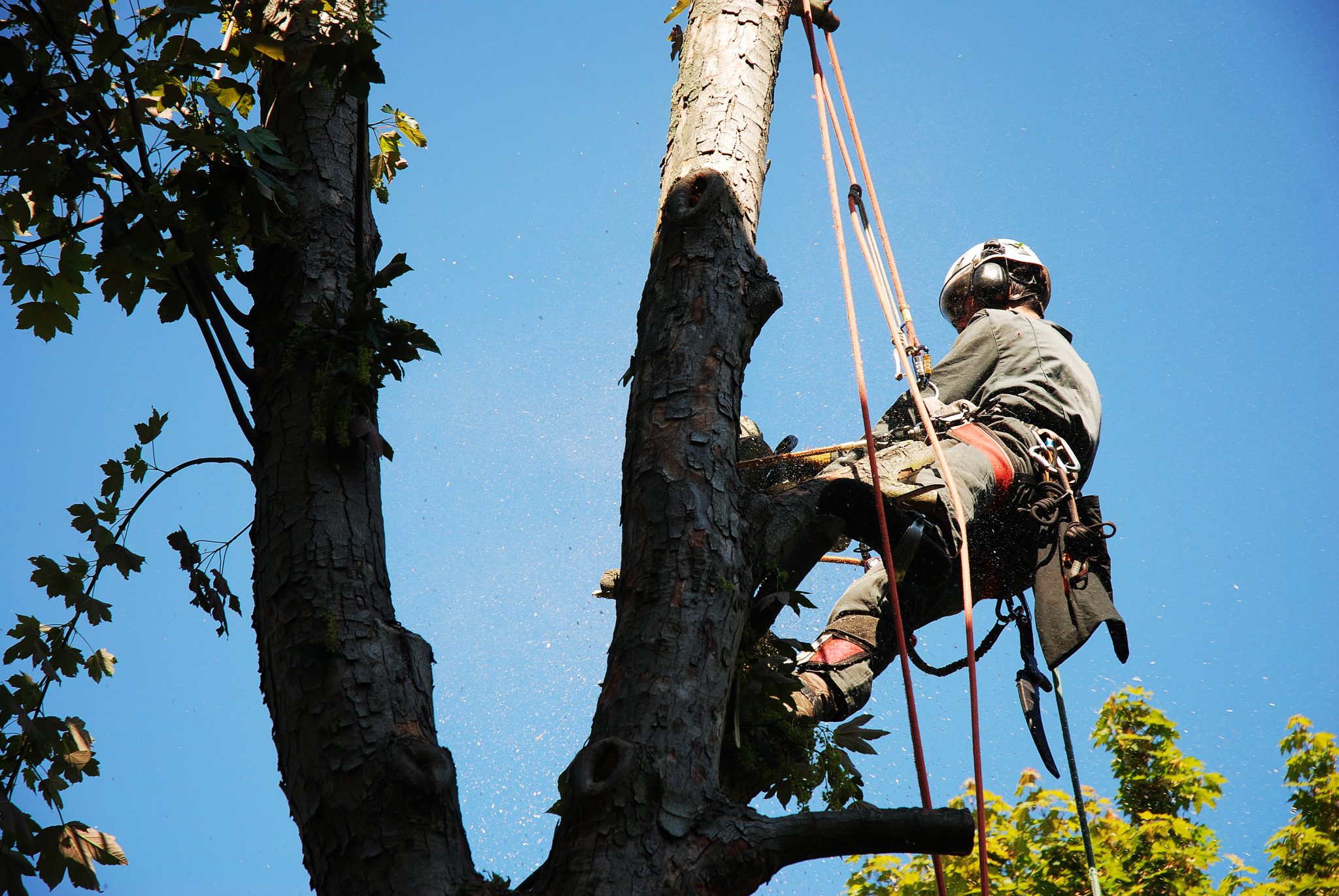 Tree Removal | Lazer Scapes